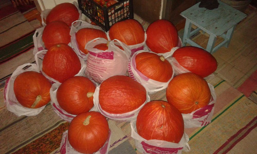 Продам тыкву. Продам тыкву.