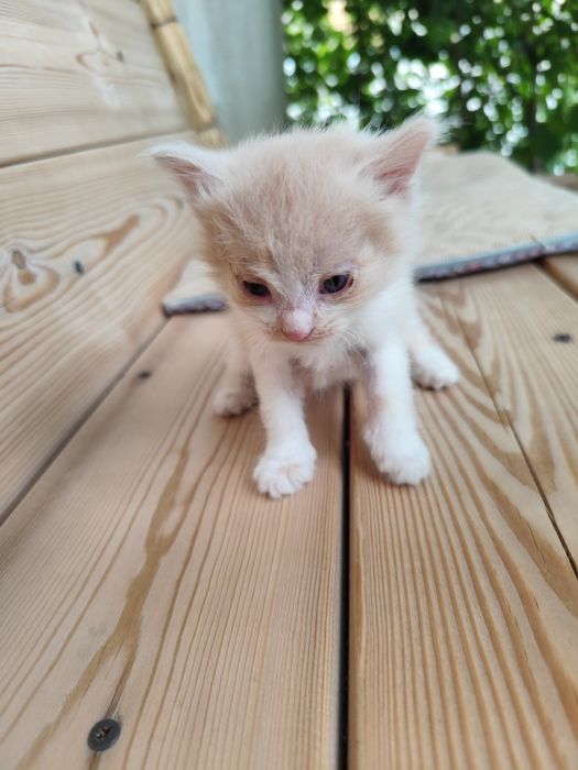 Отдам котят в добрые руки