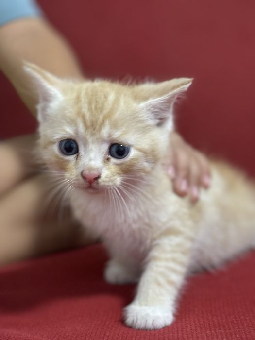 Котята ласковые