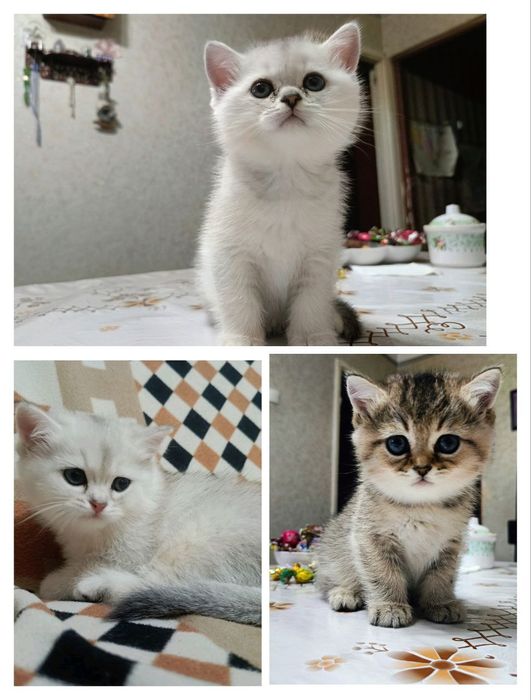 Готовы к продаже котята британские короткошёрстные ( плюшевые)24.01