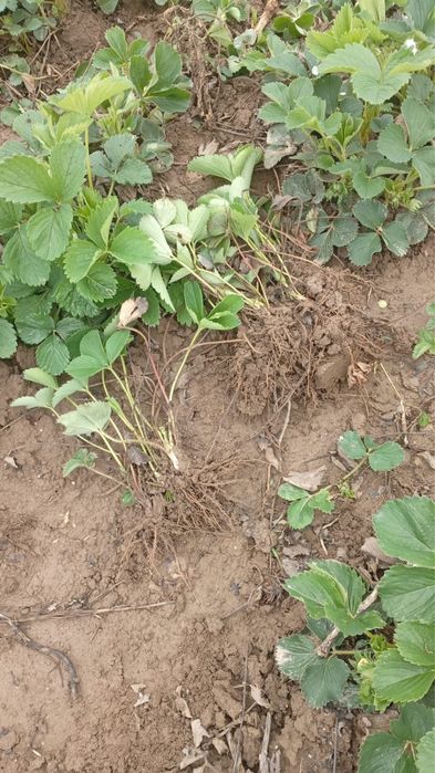 Рассада клубники