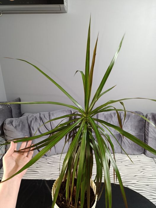 Драцена Маргината.