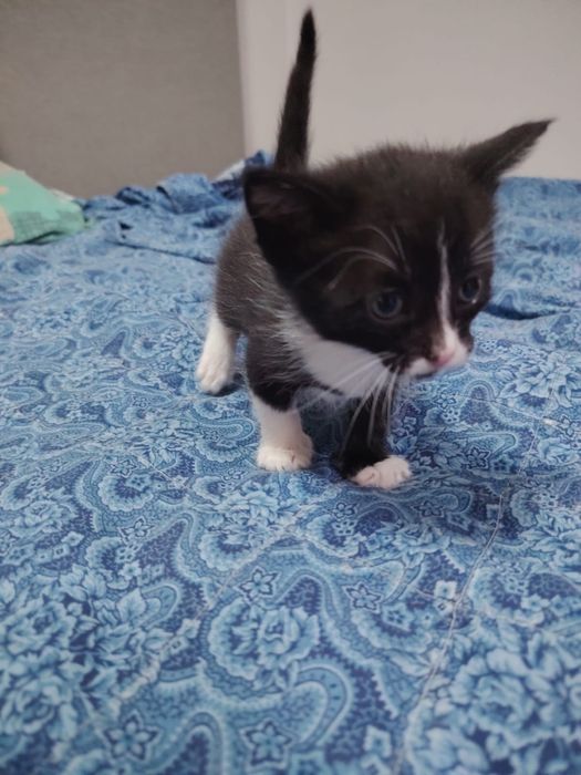 Отдам котят 1,5 месяца