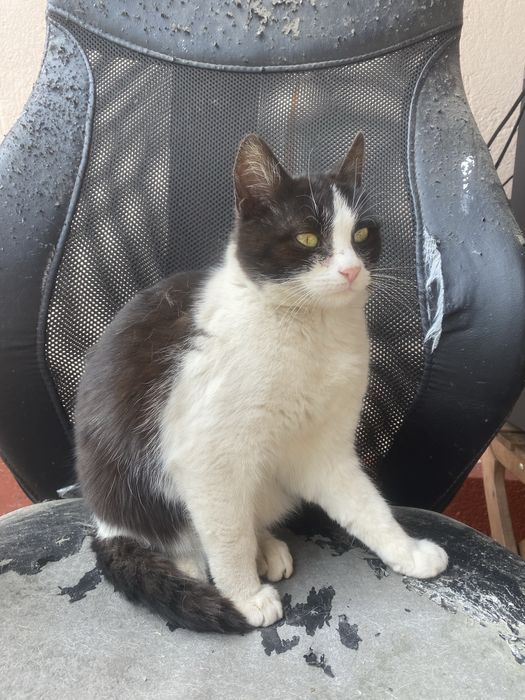 donez pisicuta  rasa europeana