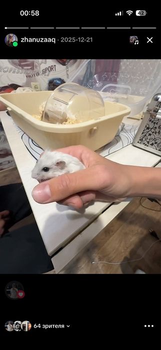 Джунгарский хомяк 4 месяца