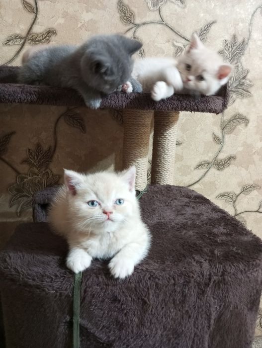 Британцы:Скотиш Фолд