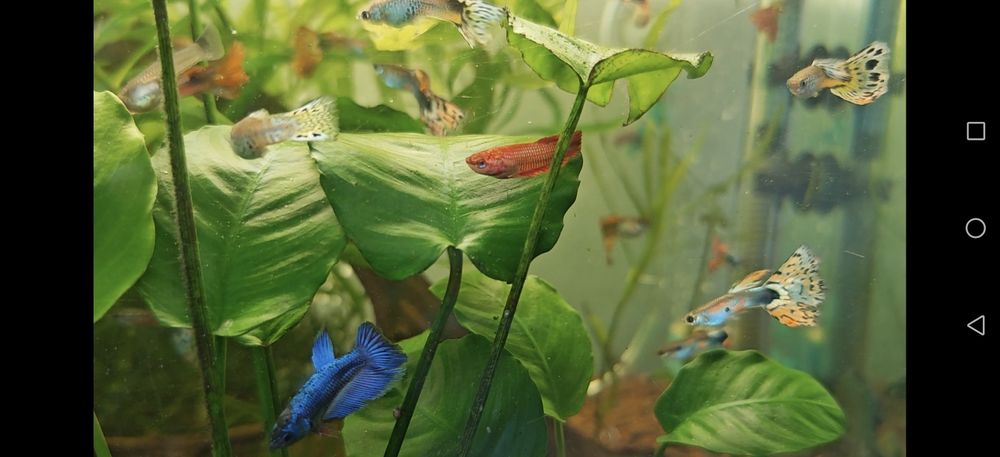 Schimb acara blue electric ,gupy,plante,ancistrusi