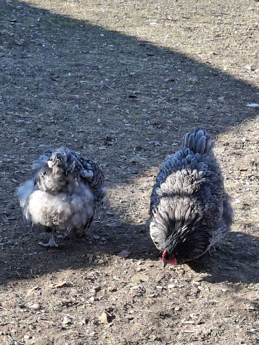 Vând ouă găini orpington albastru