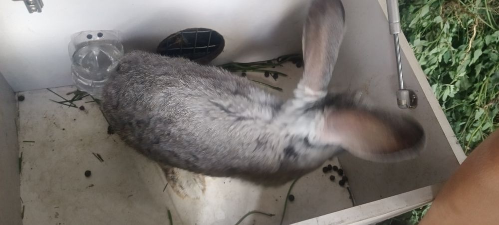 Продам дом.кроликов