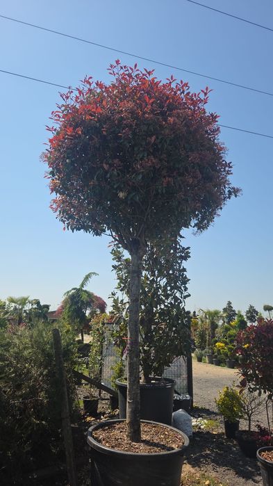 Magnolie grandiflora