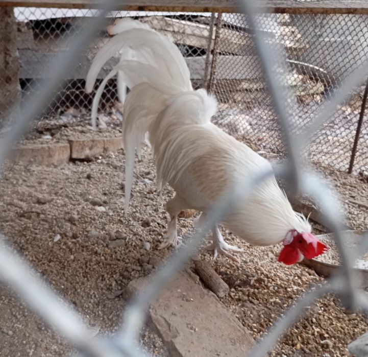 Карликовый петух.