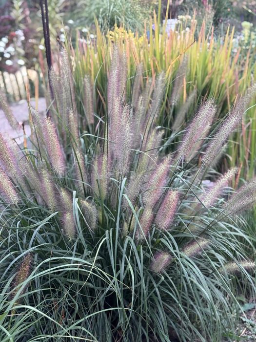 Продам злаки для сада