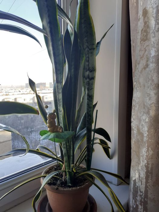 Комнатные  цветы