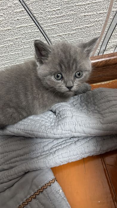 Продам котят британцы