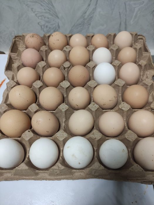 Инкубационные яйца куриные