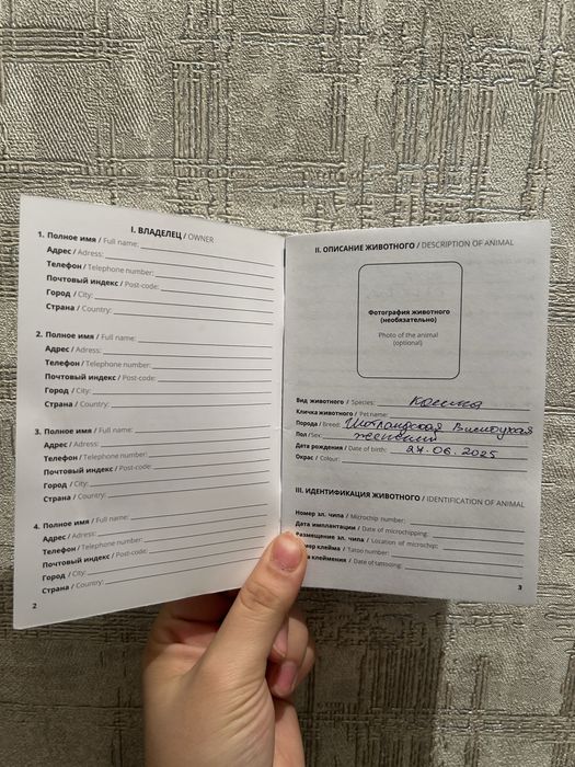 кошка шотландская вислоухая