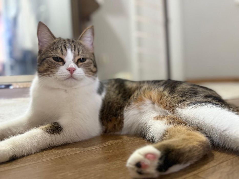 Отдам в добрые руки