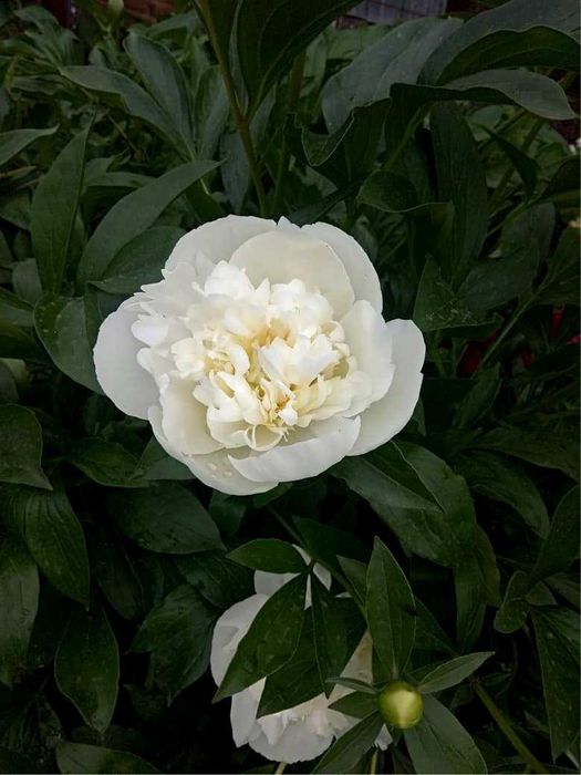 Продам ПИОН (белый)