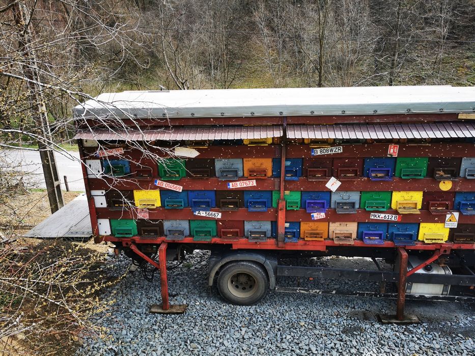 Vând MAN TGA apicol omologat BDF