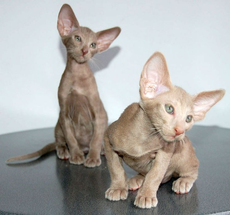 ОРИЕНТАЛЫ  котята   Клубные