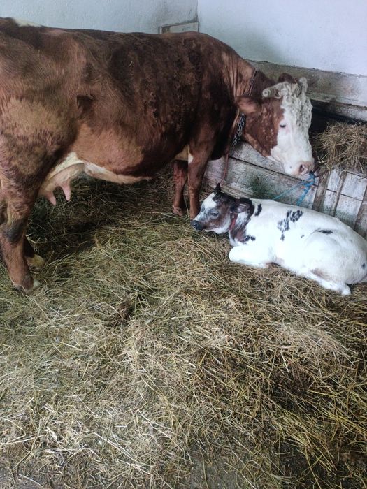 Vaca cu vitea belgă