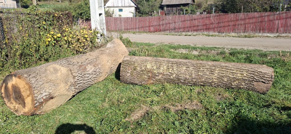 Bușteni de stejar