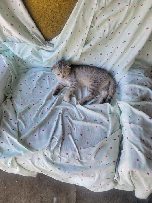 Отдаём котят в хорошие руки