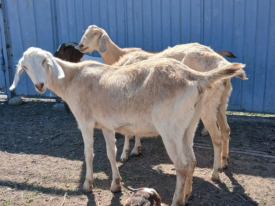 Ағылшын-нуб пайыздық ешкілер