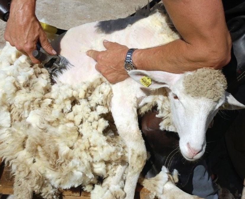 Қой қозы қырқу машинкамен