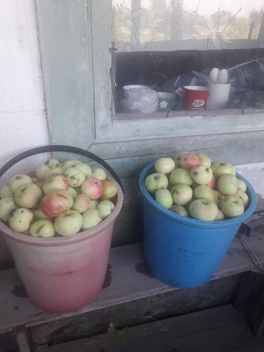 Продам  дачные яблоки