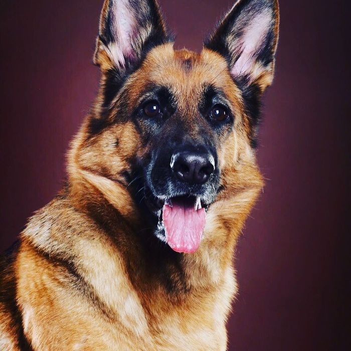 Щенки немецкой овчарки