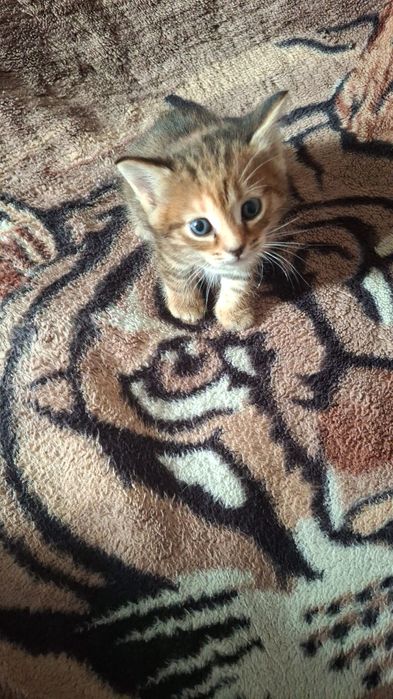 Бесплатно кошечку в добрые руки