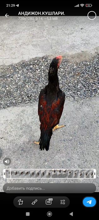 Dakan toza qon sotiladi zotiga javop