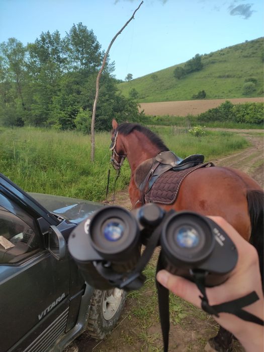 Cal de calarie de vanzare