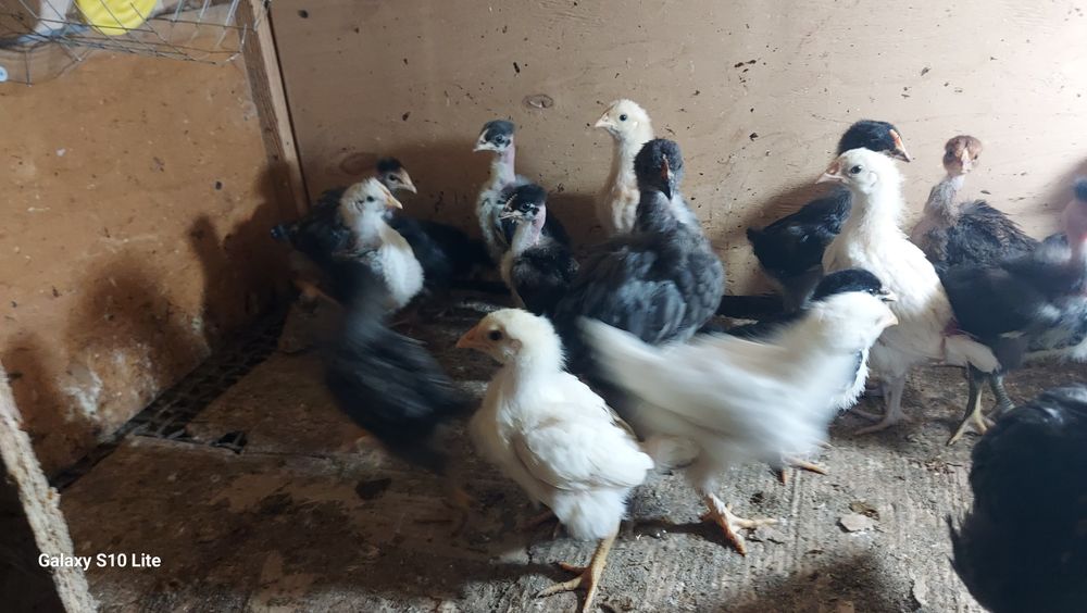 Продаються цыплята