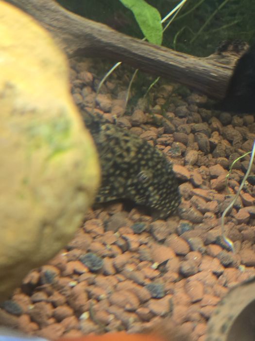 Acara blue electric ,gupy,plante,ancistrusi