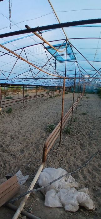 Иссикхона теплица