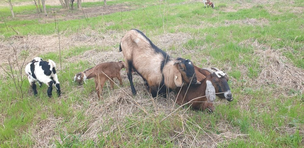 Tapi buni de marlit din capre anglonubian de vanzare