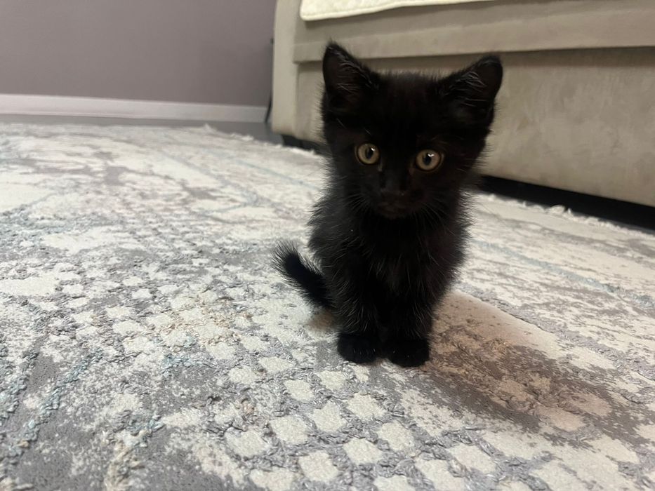 Отдам бесплатно замечательных котят