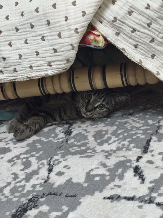 Котенок в добрые руки