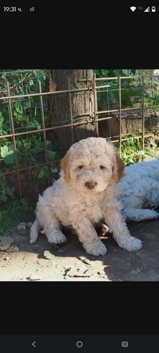 Lagotto Romanolio