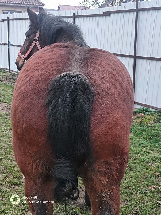 Vând o iapa de 9 ani