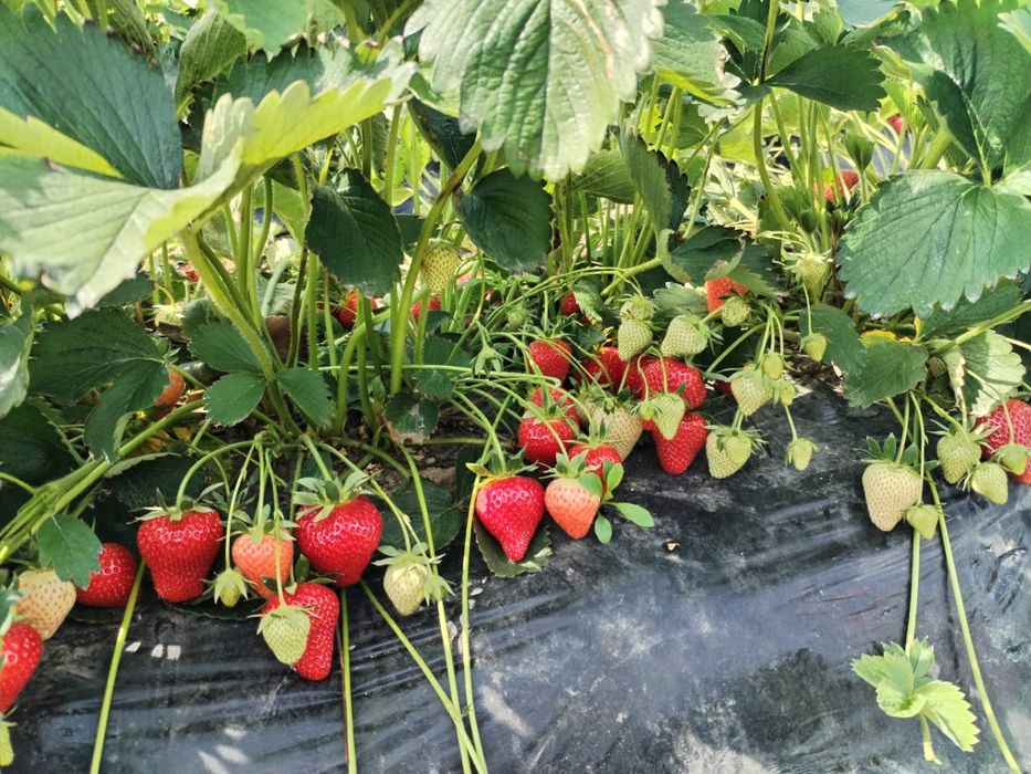 Stoloni de capsuna soiurile Aprica si Murano