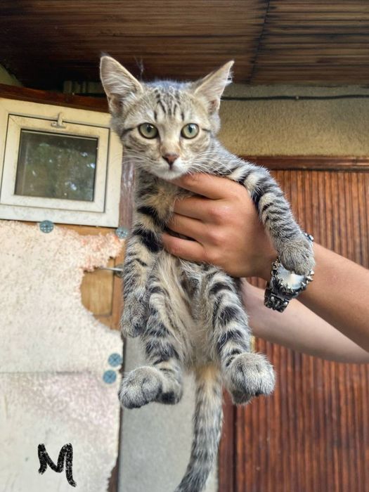 Отдам котят в добрые руки.