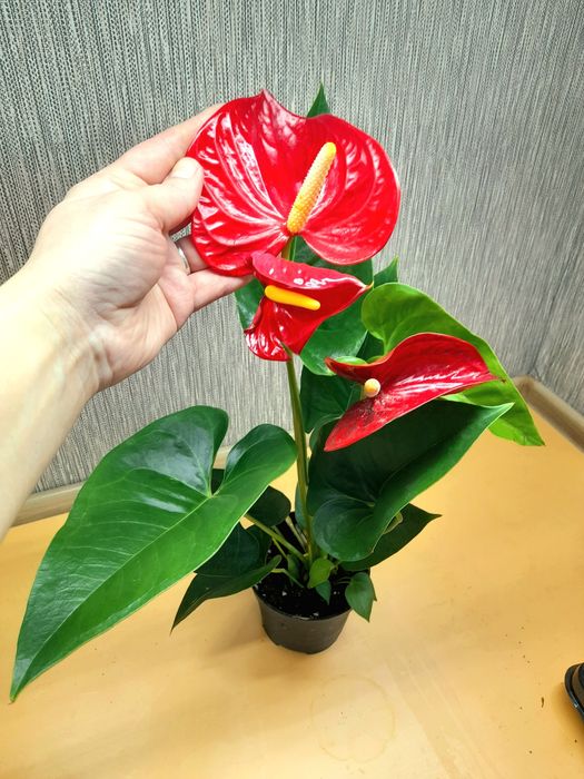 Продам Антуриум Ред