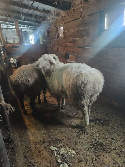 Продам қошқар на плем