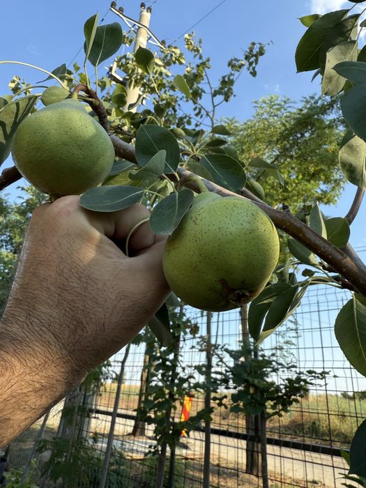 Pomi fructiferi la ghiveci ! Pe rod !