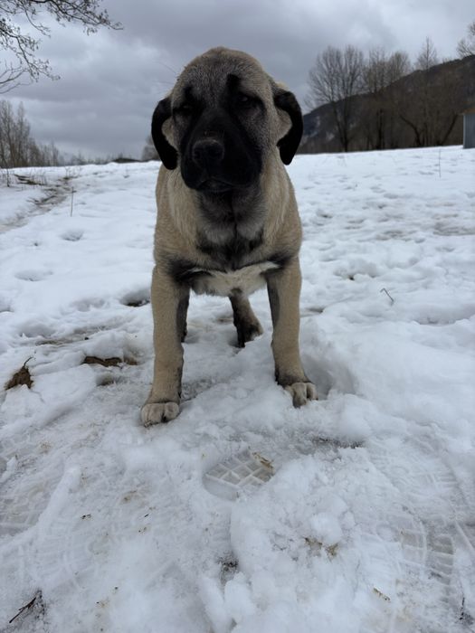 Kangal malakli cu pedigree