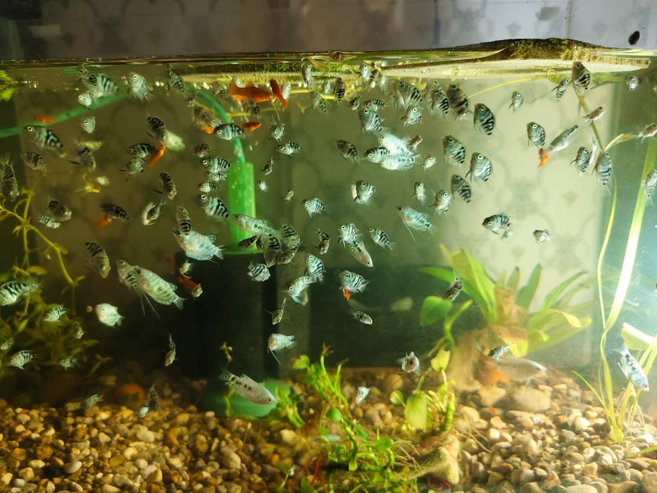 Домашние рыбки для аквариума