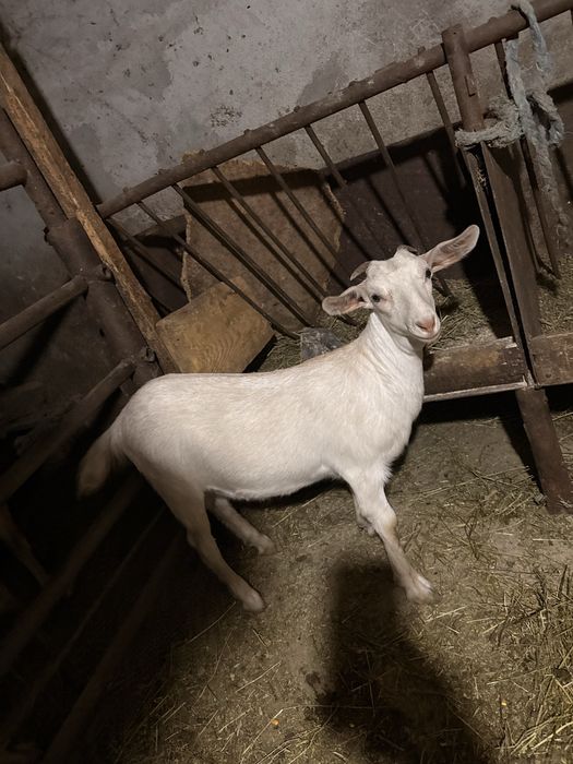 Vand ieduțe si un țap